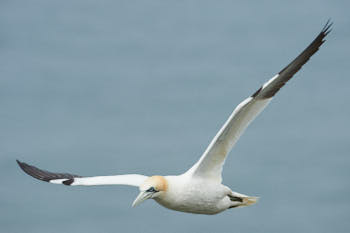 Oiseaux de mer<br>NIKON D4, 500 mm, 640 ISO,  1/2000 sec,  f : 8 